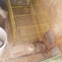 تعدادی قفس و بوفه و آینه قدی کفش طبی زنانه