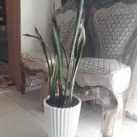 گل سانسوریا