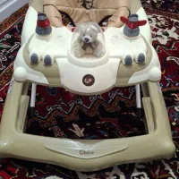 روروئک موزیکال|کالسکه و لوازم جانبی|سهند, |دیوار