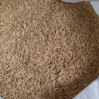 بذرشالی درجه ۱