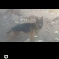 سگ‌ژ|سگ|کوهپایه, |دیوار