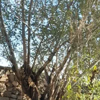 زمین تجاری شهر عشق اباد