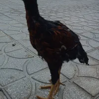 جوجه لاری سالم و سرحال