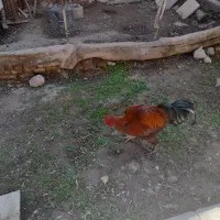 فروش  خروس ارگانیک ولاری