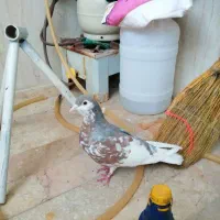 کبوتر خال هفت رنگ پر گل|پرنده|مشهد, رباط طرق|دیوار