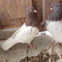 معاوضه چند جفت کله ای درجه یک