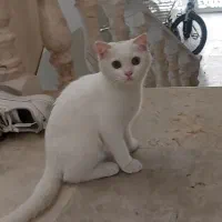 گربه نژاد دار خانگی بریتیش اصل
