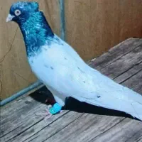 کله سیاه درجه یک