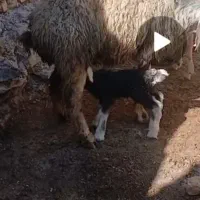 بره شیری