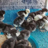خروس جوجه گلین فول