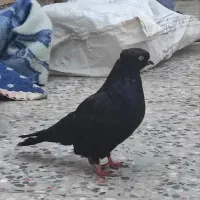 350|پرنده|ایذه, |دیوار