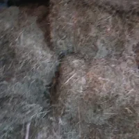 کاو و کلش|حیوانات مزرعه|کبودرآهنگ, |دیوار