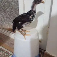 جوجه لاری ۴۵روزه