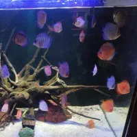 دیسکس گرید a