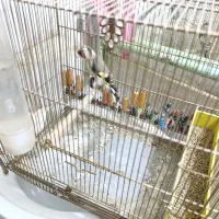 سهره جوجه قفس|پرنده|بروجرد, |دیوار