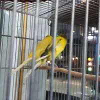 جفت عروس هلندی گرینچیک کوتوله قناری مولدهمه رنگ|پرنده|برخوار, |دیوار