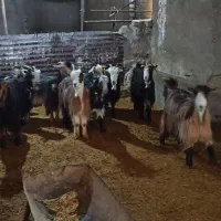 بز و بزغاله