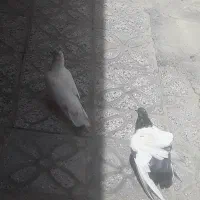 کفتر|پرنده|بروجرد, |دیوار