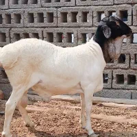 قوچ کله ۳رنگ جفت دوقلو درجه یک یک سن ۷ماه|حیوانات مزرعه|مهران (هرمزگان), |دیوار