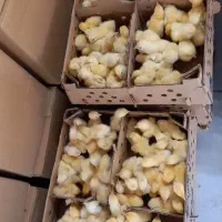 فروش عمده جوجه گوشتی راس ۳۰۸