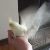 جوجه عروس هلندی|پرنده|شاهین‌شهر, طالقانی|دیوار