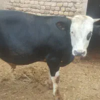 گوساله نر سیمینتال