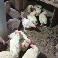 فروش مرغ هلندی تخم گذار