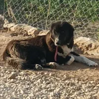 سگ ماده قهدرجونی