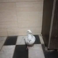 ساعت و کفتر معاوضه|ساعت دیواری و تزئینی|قائن, |دیوار