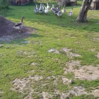 غاز محلی و نمایی|حیوانات مزرعه|گوراب زرمیخ, |دیوار