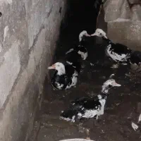 اردک خارجی ۲ عدد نر ۲ عدد ماده|حیوانات مزرعه|قائمشهر, |دیوار