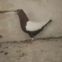 کفتر دورنگ دم سیاه نرمست شلاقی