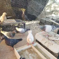 13 عدد کبوتر بفروش می رسد|پرنده|زهک, |دیوار