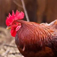 خروس محلی ۸ماهه