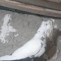 کبوتر|پرنده|کرج, کمال‌شهر|دیوار