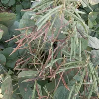 ماش عمرانی بذری و کنجدبذری درجه یک