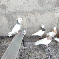 طوقی کرمانشاهی زرد خال سیاه|پرنده|اردکان, |دیوار