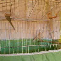 قناری|پرنده|دلیجان, |دیوار