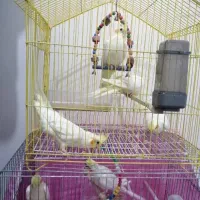 عروس هلندی سخنگو و بازیگوش