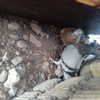 کبوتر|پرنده|فسا, |دیوار