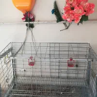 قفس مرغ