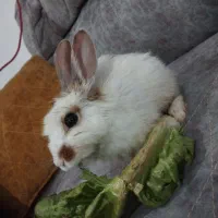 خرگوش سالم