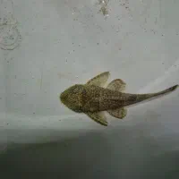 کت پوزه|ماهی|فلاورجان, |دیوار