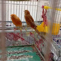 قناری سرخ|پرنده|شیراز, دست خضر|دیوار