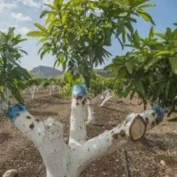 بازدید باغات جهت همکاری،پیوند هرس کرج قزوین تهران