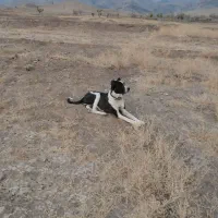 دله یک سال|سگ|تربتحیدریه, بالا ولایت|دیوار