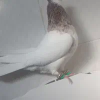 نر طوقی درشت و سرحال