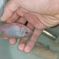 ماهی جوعل|ماهی|سرشیو, |دیوار