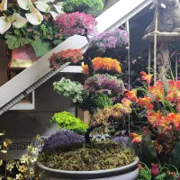 بنسای ژاپنی خاص و کم نظیر
