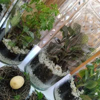 گل های متنوع